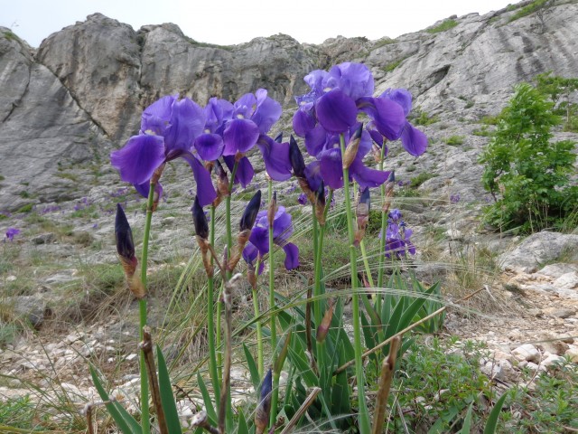 Krk-Baška-plezališče Portafortuna, 25.04.2017 - foto