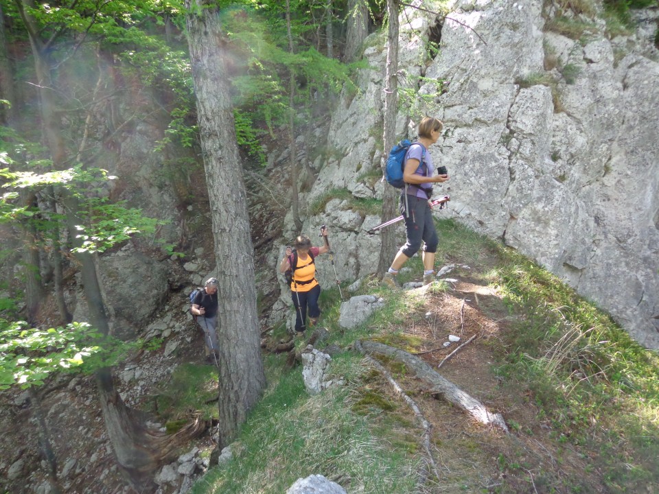 Kamniški dedec, 28.05.2017 - foto povečava