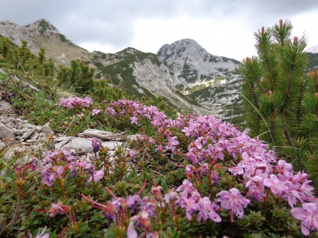 Viševnik - MDv, 31.05.2017 - foto