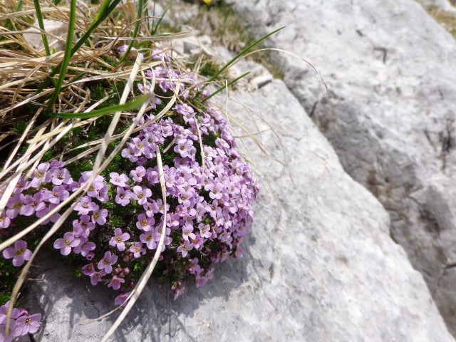 Viševnik - MDv, 31.05.2017 - foto