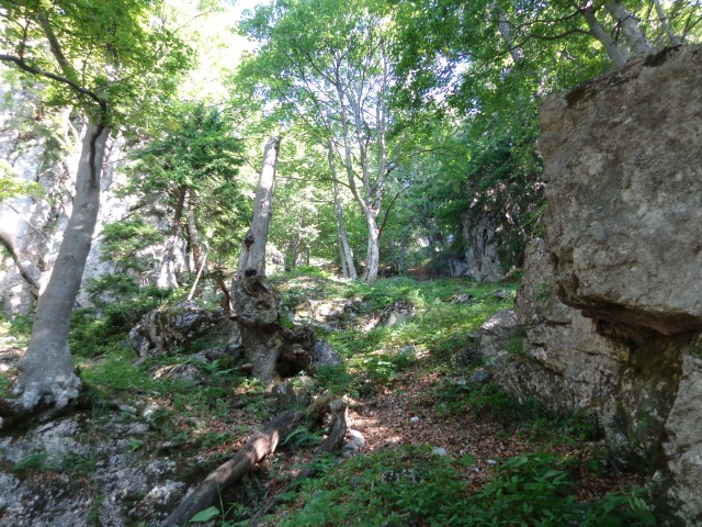 Ratitovec - po lovski, 18.07.2017 - foto