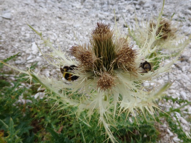 Kriški podi - Planja, 16.08.2017 - foto