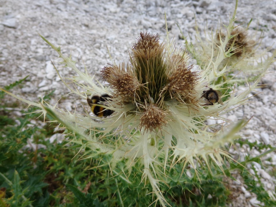 Kriški podi - Planja, 16.08.2017 - foto povečava