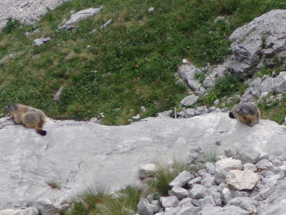 Kriški podi - Planja, 16.08.2017 - foto povečava