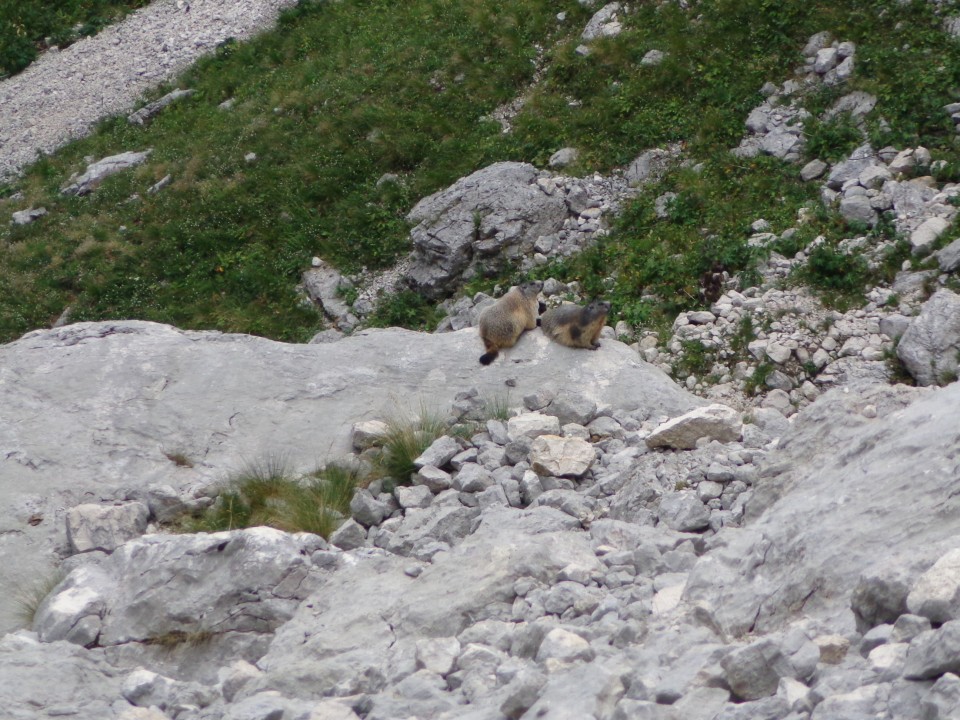 Kriški podi - Planja, 16.08.2017 - foto povečava