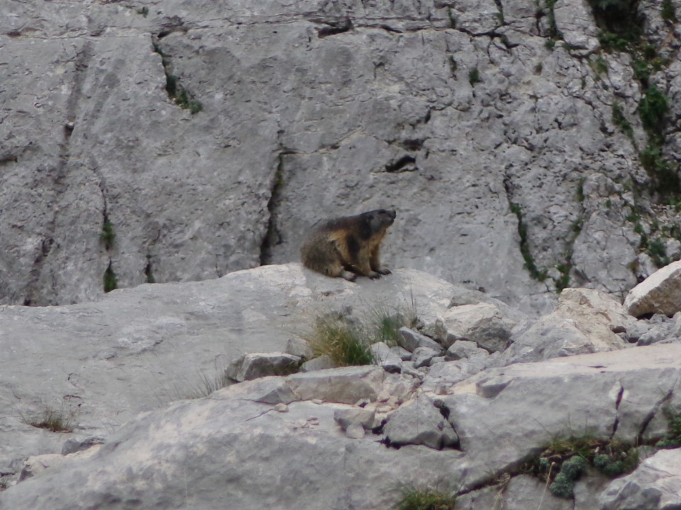 Kriški podi - Planja, 16.08.2017 - foto povečava