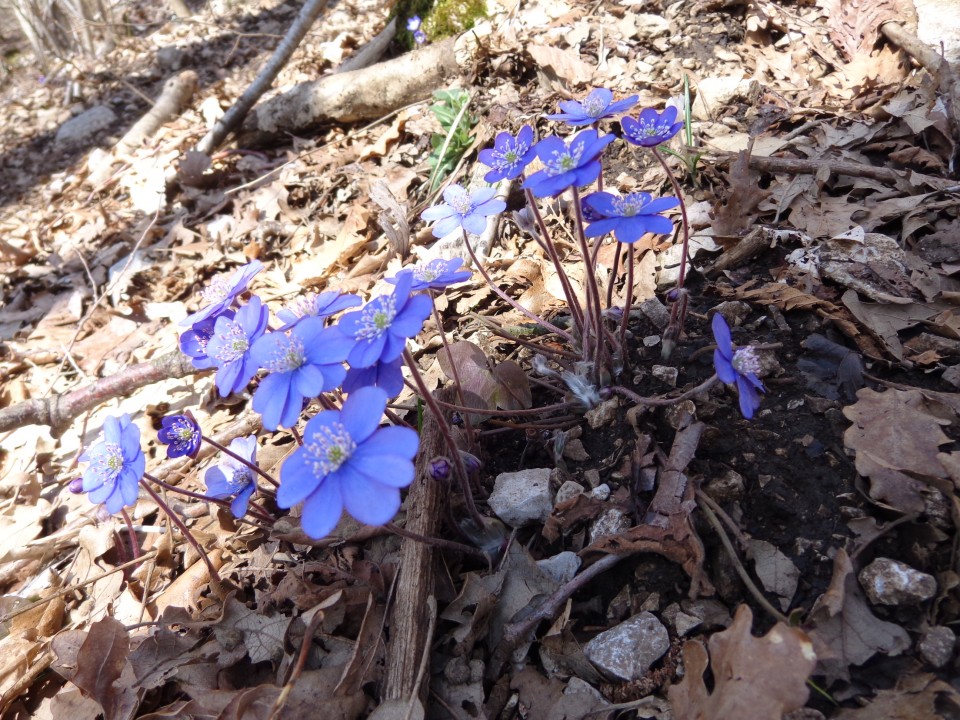 Nanos - po svoje, 02.04.2018 - foto povečava