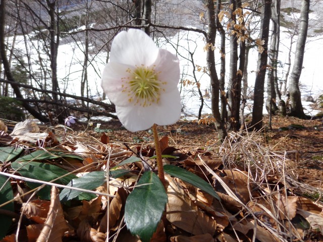 Zelenica, Suho rušje, 14.04.2018 - foto