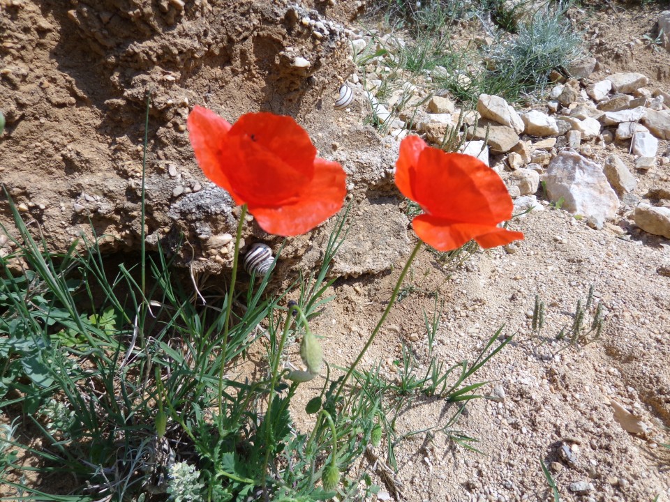 Baška, mimo votline na Ljubimer, 12.05.2018 - foto povečava