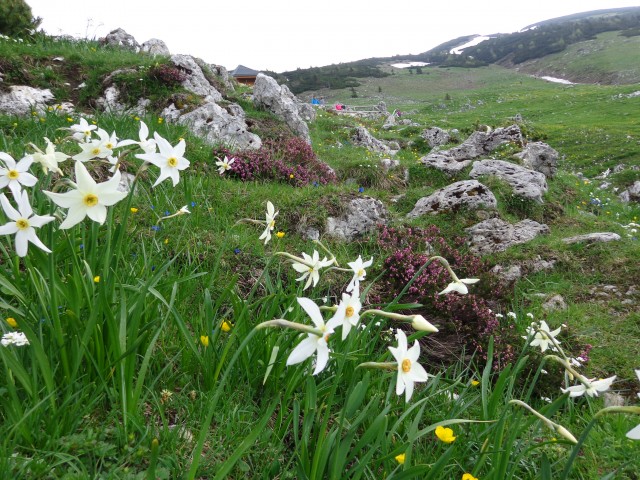 Struška, 19.05.2018 - foto