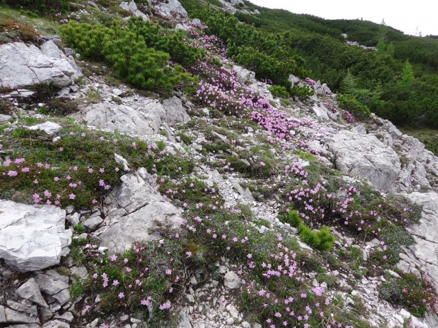 Čez Kačji rob na Viševnik, 03.06.2018 - foto