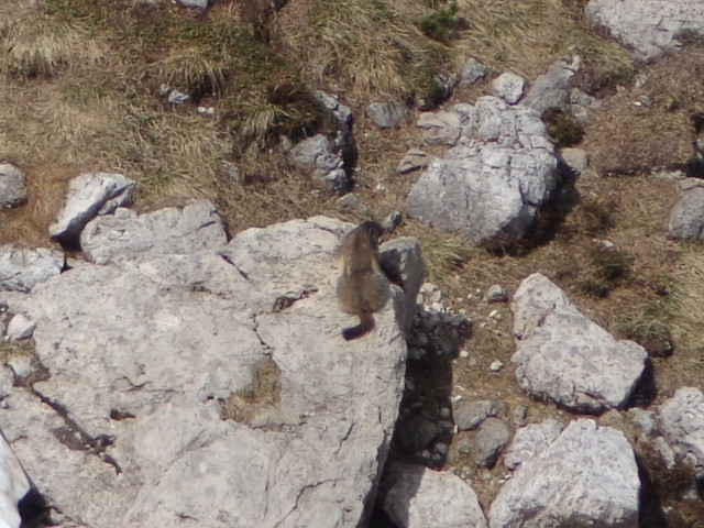 Čez Kačji rob na Viševnik, 03.06.2018 - foto