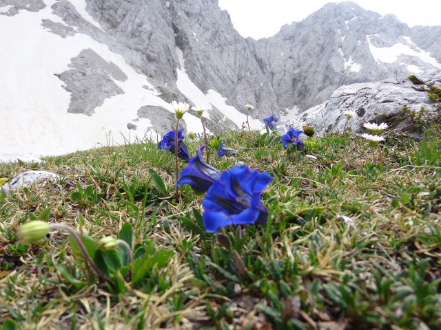 Ledine, Jezersko sedlo, 07.06.2018 - foto