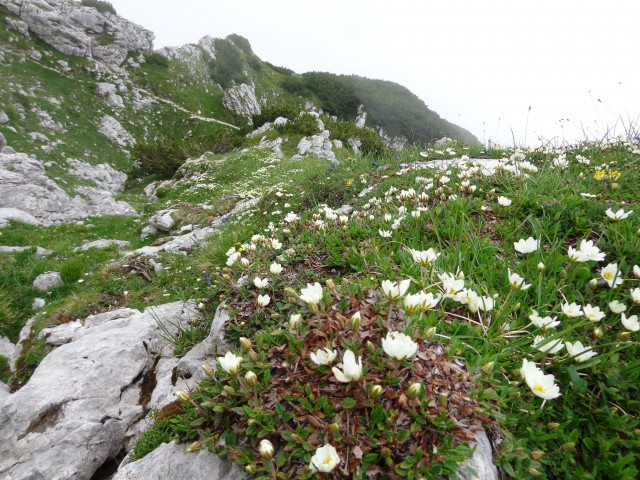 Kokrško sedlo, Dolge stene, 01.07.2018 - foto