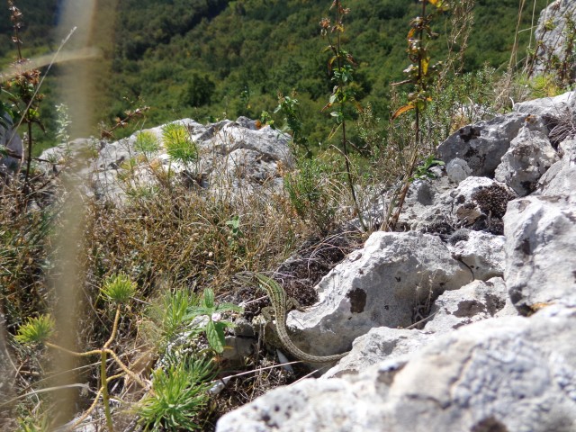 Osp in Spodmoli, 23.10.2018 - foto