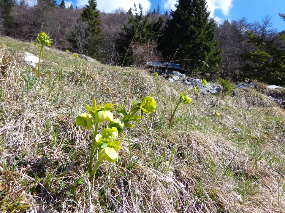 Kališče, Bašeljski preval, 19.04.2019 - foto povečava