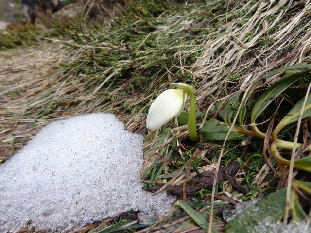 Kališče, Bašeljski preval, 19.04.2019 - foto