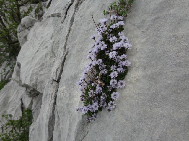 Paklenica - Aniča kuk, 23.04.2019 - foto