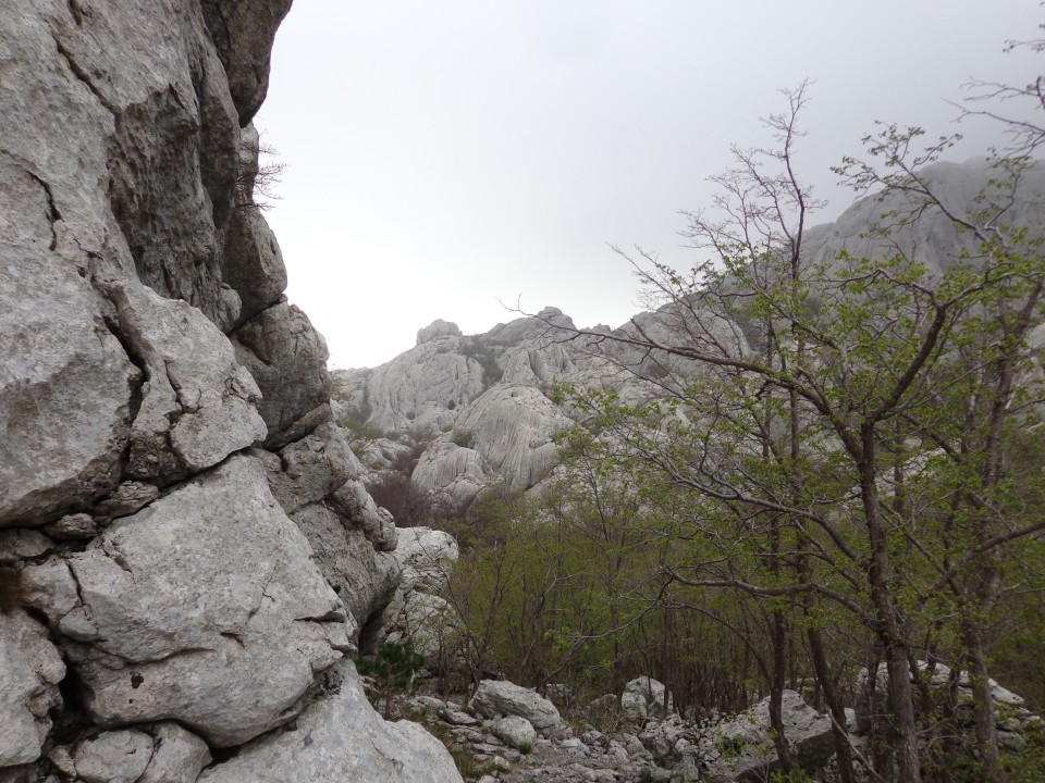 Bojinac, 24.04.2019 - foto povečava