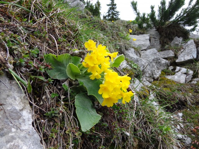 Zelenica, 31.05.2019 - foto