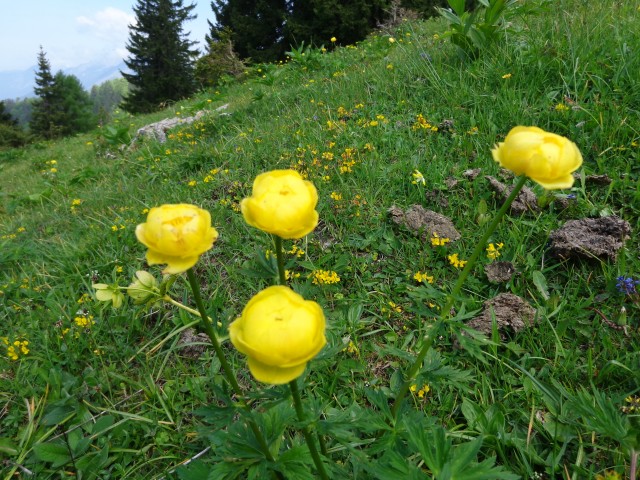 Krvavec - planina Košutna, 05.06.2019 - foto