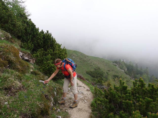 Krvavec - planina Košutna, 05.06.2019 - foto