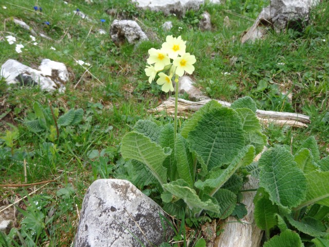 Krvavec - planina Košutna, 05.06.2019 - foto