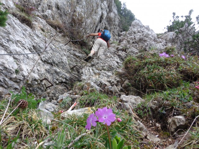 Krvavec - planina Košutna, 05.06.2019 - foto