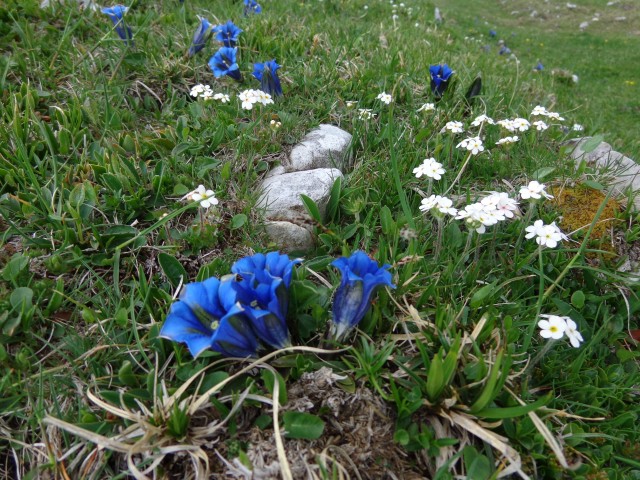 Krvavec - planina Košutna, 05.06.2019 - foto