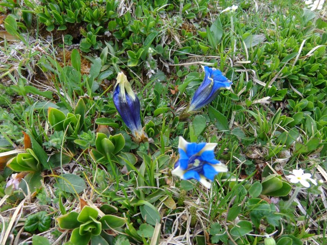 Krvavec - planina Košutna, 05.06.2019 - foto