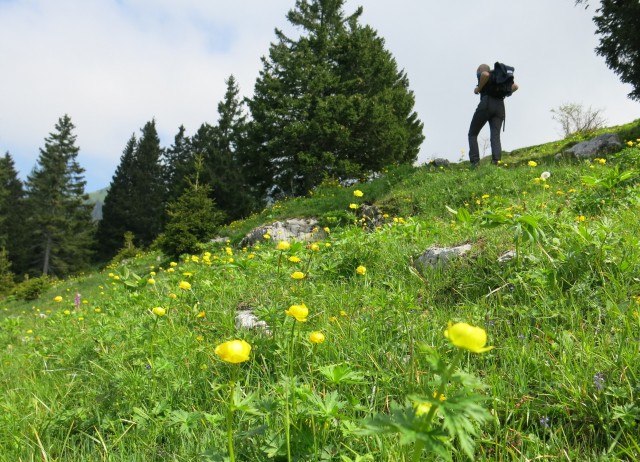 Krvavec - planina Košutna, 05.06.2019 - foto