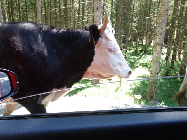 Na Viševnik po Kačjem robu, 08.06.2019 - foto