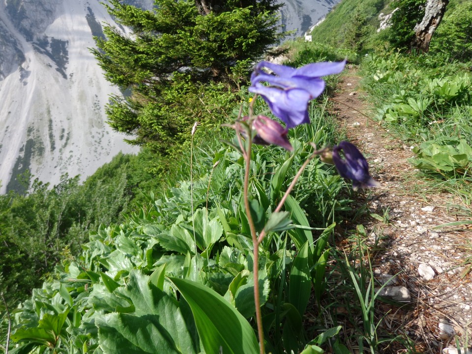 Cvetoča Ljubeljščica, 12.06.2019 - foto povečava