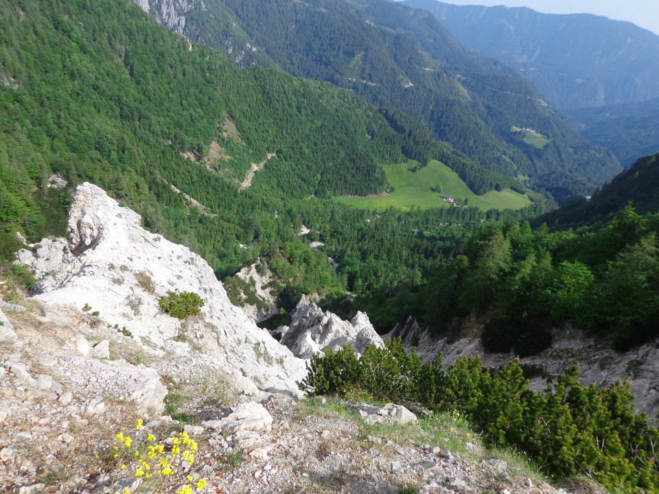 Cvetoča Ljubeljščica, 12.06.2019 - foto povečava