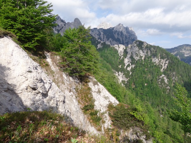 Cvetoča Ljubeljščica, 12.06.2019 - foto