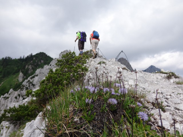 Cvetoča Ljubeljščica, 12.06.2019 - foto