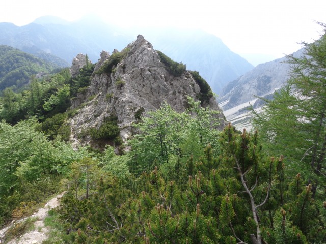 Cvetoča Ljubeljščica, 12.06.2019 - foto