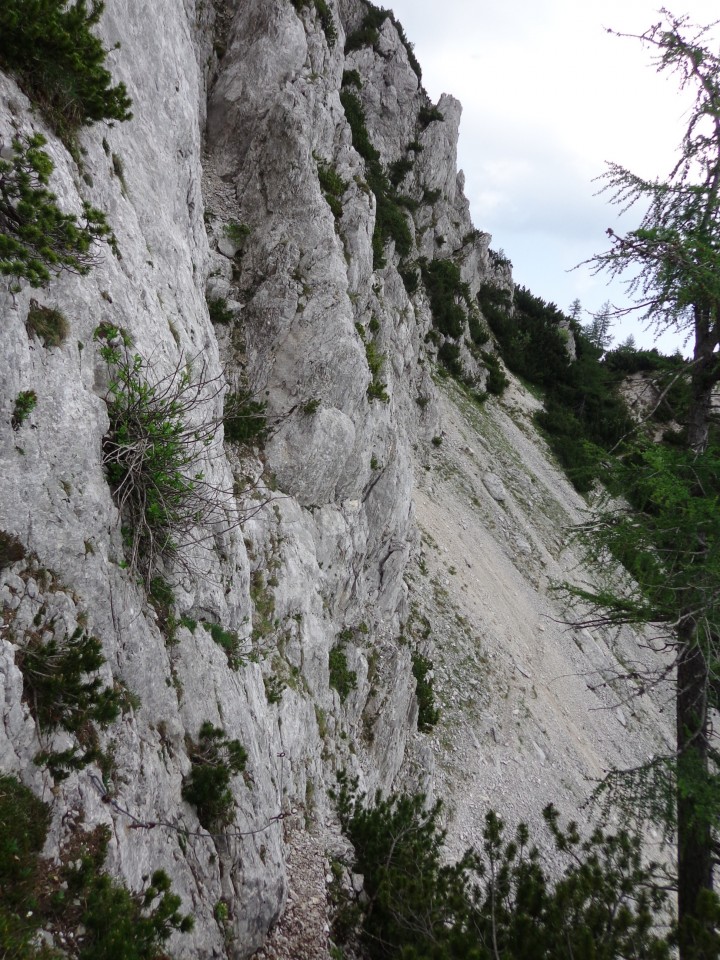 Cvetoča Ljubeljščica, 12.06.2019 - foto povečava