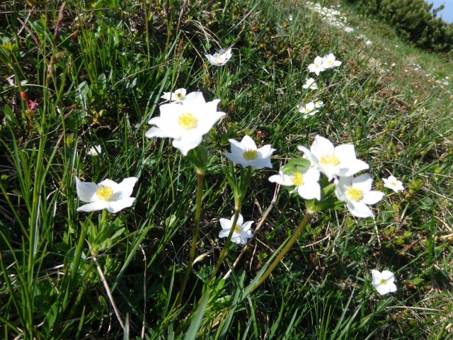 Kalška gora - bivša plezalna smer, 21.06.2019 - foto