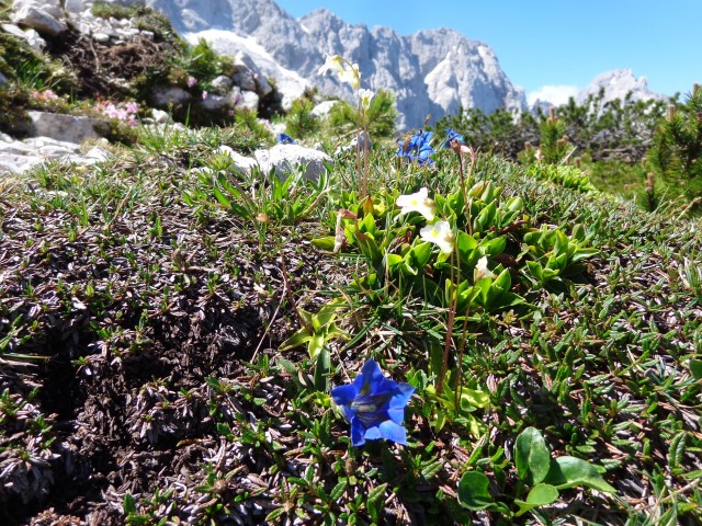 Ledine - Jezersko sedlo, 26.06.2019 - foto