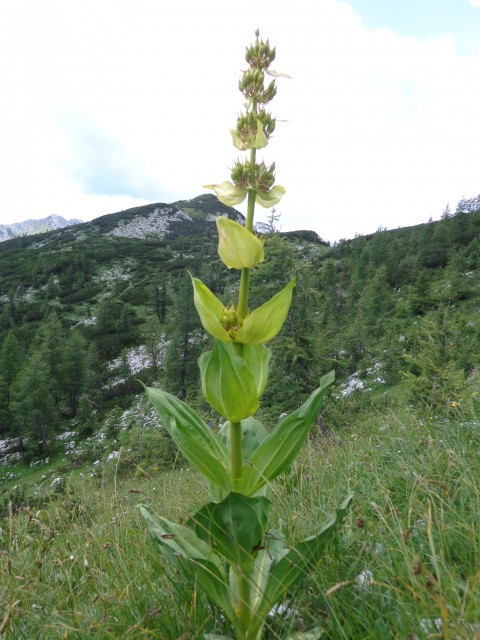 Planina Lipanca, 19.07.2019 - foto