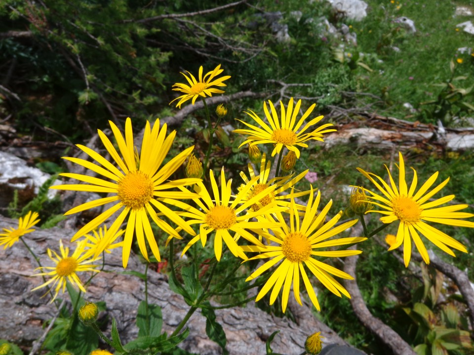 Planina Lipanca, 19.07.2019 - foto povečava