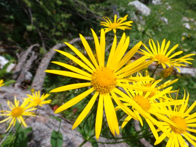 Planina Lipanca, 19.07.2019 - foto