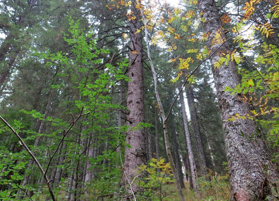 Planina Konjščica, 28.09.2019 - foto povečava