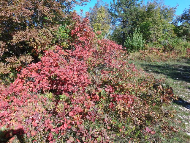 Sočerga, Veli Badin, 22.10.2019 - foto