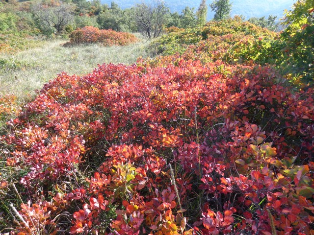 Sočerga, Veli Badin, 22.10.2019 - foto