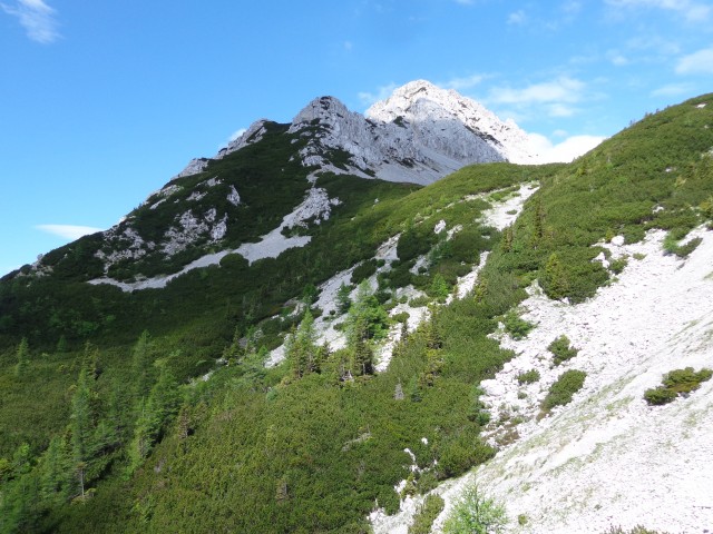 Zelenjak ali Nemški vrh ali Pautz, 22.06.2020 - foto