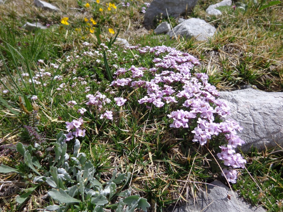 Zelenjak ali Nemški vrh ali Pautz, 22.06.2020 - foto povečava