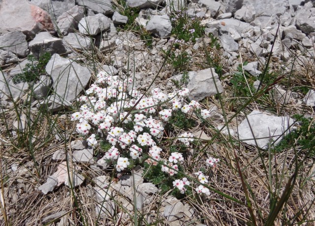 Zelenjak ali Nemški vrh ali Pautz, 22.06.2020 - foto