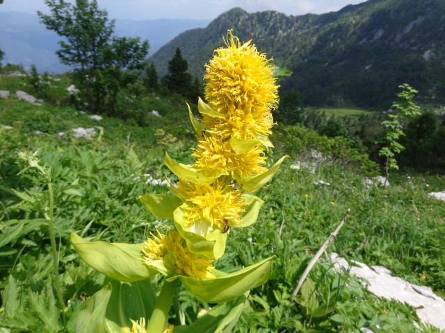 Orožnova koča, Lisec, 28.06.2020 - foto